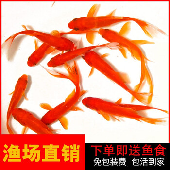 草金鱼活体观赏鱼苗小型淡水好养冷水鱼锦鲤鱼活饲料鱼小金鱼活鱼5 7cm草金10条 图片价格品牌报价 京东