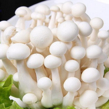 白玉菇新鲜蘑菇海鲜菇天然农家自种煲汤蔬菜 海鲜白玉菇菇500g