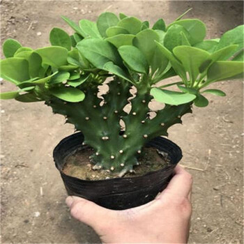 玉麒麟盆栽花仙人掌麒麟掌盆栽带叶子绿色植物 20cm左右高一盆 不含盆