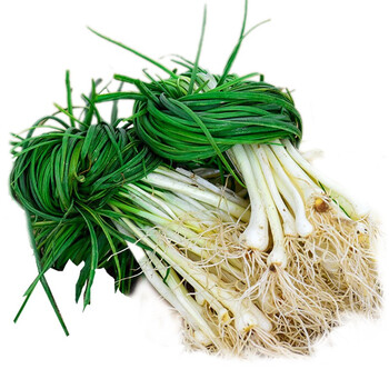 新鲜野葱小根蒜 小香葱薤白 现挖野菜野生胡葱沙葱野蒜根蒜菜山葱苦蒜