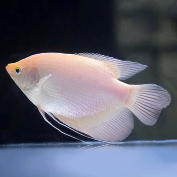 易萌 白招财鱼活体热带观赏鱼中大型风水鱼战船黑眼招财鱼活物 白招财