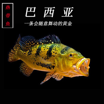 酷爬水族鱼缸观赏鱼大型肉食鱼类龙鱼风水搭配鱼类黄金巴西亚活体大鱼