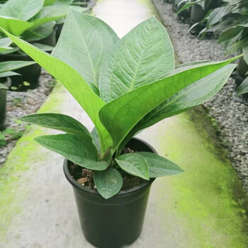 樱霞聚宝盆绿植鸟巢大叶子网红常物客厅盆栽聚宝盆高约50cm(原盆)