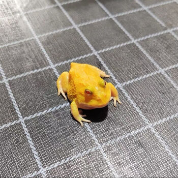 活体宠物角蛙绿角观赏蛙两栖草莓南瓜黄金爬宠非洲牛蛙宇治青蛙蛋黄