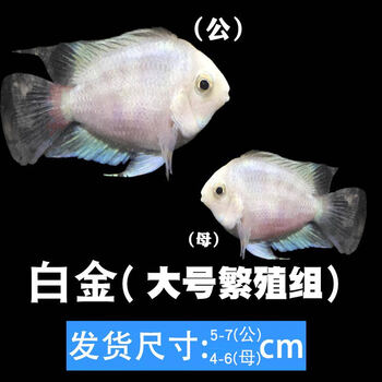 荣郁 迷你鹦鹉鱼宝蓝白金繁殖球形小鱼种鱼小型短鲷好养热带鱼观赏鱼