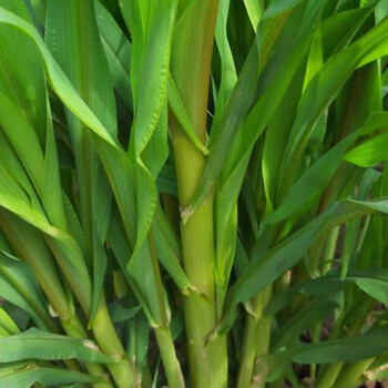 四季牧草种子多年生牧草黑麦草大叶晚熟杂交王草种籽牛羊驴猪鱼兔 杂