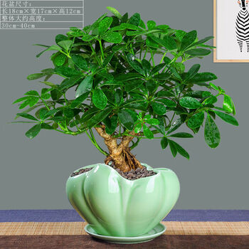 七叶莲盆栽属虎生肖老桩植物四季常青绿植室内客厅净化空气盆景小叶鸭