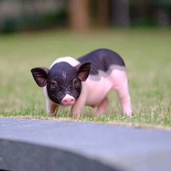 小香猪活体幼崽家养纯种宠物猪活物可爱萌宠网红猪仔迷你猪公小香猪
