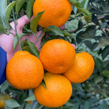 四川春见耙耙柑带箱新鲜橘子应季水果甜蜜桔手剥脆甜带箱5斤大果