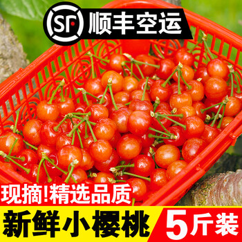 攀枝花5斤小黄樱桃米易四川新鲜孕妇应季孕期当季整箱水果国产1斤中