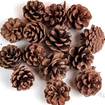 干枝装饰枯枝树假树枝枯枝树干树装饰龙柳干枝树枝装饰干枝幼儿园diy