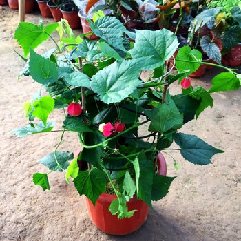 藤本花卉悬风铃花蔓性红灯笼花盆栽藤蔓植物庭院阳台爬藤四季中苗50 60厘米左右高度 图片价格品牌报价 京东