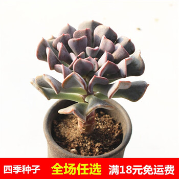 多肉植物雪精灵老桩雪精灵多肉老桩肉肉群生多头雪精灵单头桩裸根不带土 图片价格品牌报价 京东 多肉植物雪精灵老桩雪精灵多肉老桩肉肉群生多头雪精灵单头桩裸根不带土 图片价格品牌报价 京东