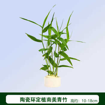 水族箱鱼缸印度竹节草中后景南美水竹青竹水草缸新手水草阴性一盆五支送还 图片价格品牌报价 京东