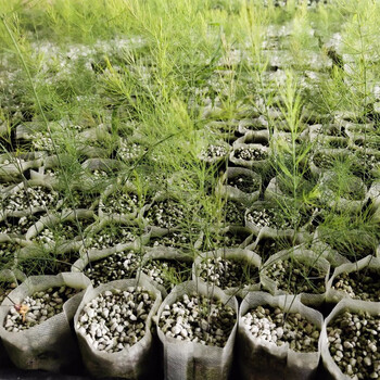 寿禾 芦笋种子青芦笋紫芦笋种籽四季 紫芦笋苗 12棵