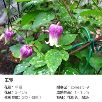 园艺铁线莲大苗爬藤盆栽花园庭院观花约瑟芬蓝光啤酒紫铃铛藤本花植物