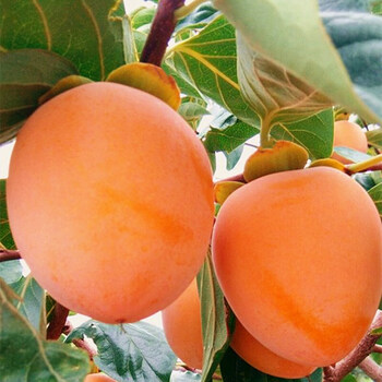 富平尖柿子树苗富平柿子苗树当年结果特大庭院果树盆栽北方南方种植脆