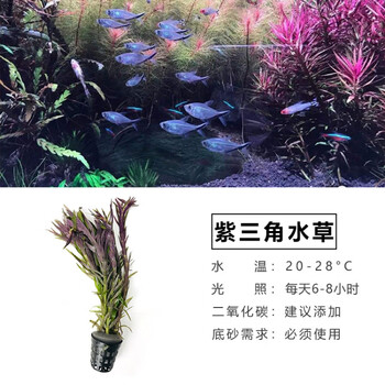 新手水草入门级懒人生态造景沉木水榕牛毛莫斯增氧鱼缸阴性真植物红色紫三角 图片价格品牌报价 京东