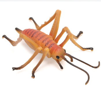 玛奇乐(mechile)仿真昆虫模型儿童动物玩具螳螂蜜蜂七星瓢虫蟋蟀蝎子