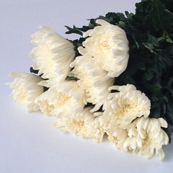 祭祀菊花鲜花黄白菊大朵直批云南基地直发新鲜扫墓花束 50支白菊花