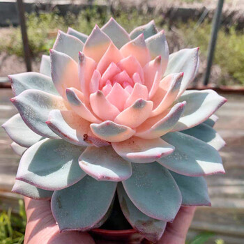 多肉植物彩色粉蓝鸟稀有粉色超大颗室内花卉盆栽窗台大单桩12cm塑料盆