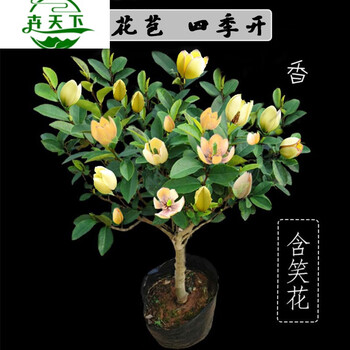 含笑花盆栽树苗庭院耐寒植物阳台四季浓香型带花苞室内花卉观花植物室内花卉天下三年苗 原培育盆发货 不含盆 图片价格品牌报价 京东