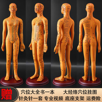 高博士针灸穴位人体模型经络穴位模特图全身中医十二铜人扎针小皮人