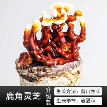 蘑菇菌包菌种种植包菌种菇种家庭室内养种食用菌 鹿角灵芝3包