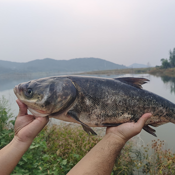 密云水库鱼 花鲢胖头鱼 新鲜捕捞