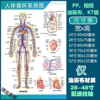 人體解剖彩色學骨骼結構圖神經肌肉五臟六腑淋巴示意解刨器官掛圖(pp