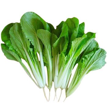 苗师傅 黄秧白小白菜种500g简装