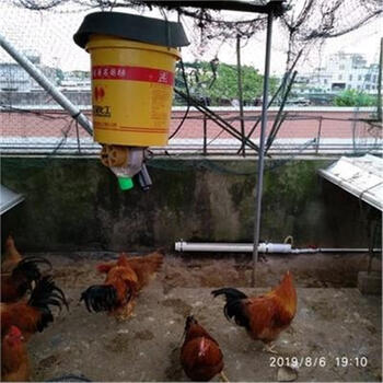 七六牧业鸡自动喂食器定时远程喂鸡神器食槽款鸡吃料桶下料器鸽子投料