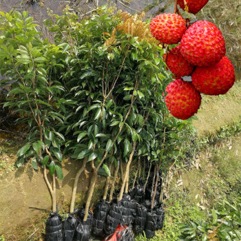 花姬 荔枝樹苗 廣西荔枝苗嫁接水果苗南方種無核荔枝大樹當年結果帶土