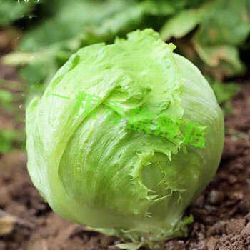 包心生菜种子结秋生菜籽圆生菜汉堡球耐抽苔秋季四季蔬菜种孑 结球