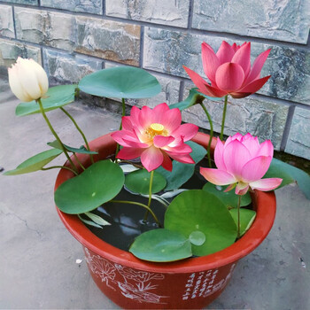 七彩碗莲水培绿植物开花卉荷花草盆栽室外好养水养睡莲种a0 混色30粒 盆营养液荷塘泥共发2套含盆 图片价格品牌报价 京东