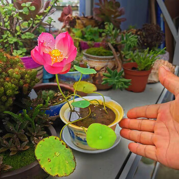 小微型碗莲苗观赏荷花混藕种分享水生花卉适合新手练手小鸟依人品种藕