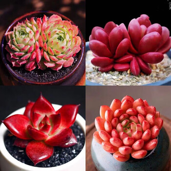 多肉多肉植物盆栽组合室内办公室新手养肉肉花卉绿植 红色系 仙桃 克拉夫 罗宾 红宝石 图片价格品牌报价 京东