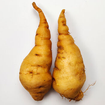 鲜地黄焦作怀地黄地黄根新鲜地黄种子生地黄养生 5斤装超大(25-30个)