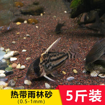 大匠神彩:独特多彩的造景装饰,价格走势引人注目