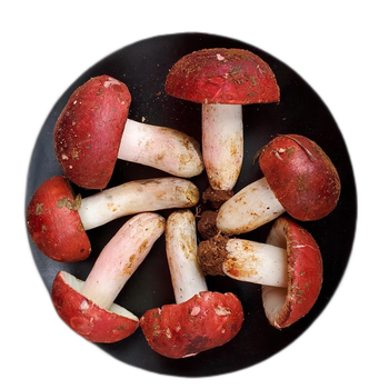 zxc云南新鲜红菇不开伞红椎菌大红菌500g精选月子菇骨朵蘑菇顺丰空运