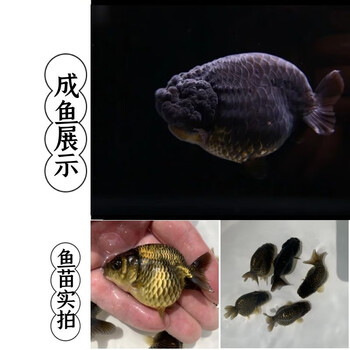 精品兰寿金鱼国粹金鱼小型冷水观赏鱼潘氏奶牛奶花包活好养金鱼活体稀有品种7 8cm精品黑兰寿1条 图片价格品牌报价 京东 精品兰寿金鱼国粹金鱼小型冷水观赏鱼潘氏奶牛奶花包活好养金鱼活体稀有品种7 8cm精品黑兰寿1条 图片价格品牌报价 京东