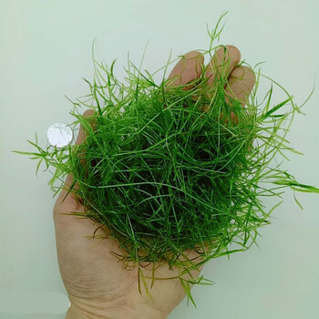 店铺推荐 水族箱鱼缸印度小竹节草中后景南美水青竹水草缸新手水草阴性印度小竹节一从 有断节介意 图片价格品牌报价 京东