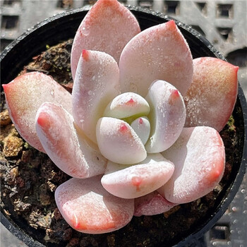 多肉植物雪莲橙梦露雪天使粉蓝鸟嫦娥肉肉组合盆栽新手易养萌肉肉冰淇淋花卉嫦娥4厘米 图片价格品牌报价 京东