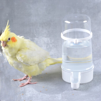 加厚版鸟用自动饮水器鹦鹉食盒喂食器喂水器鸟王鸟食罐鹩哥八哥鸟用品