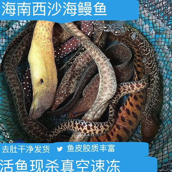 海南西沙海鱼海鳗鱼金钱鳗石鳗虎鳗黑耳鳗鲜活冷冻海捕整条 3斤装(1-3