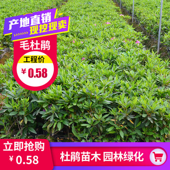 毛杜鹃苗木树苗花坛行道园林景观绿化工程色块苗春娟夏娟紫鹃夏娟10颗起卖 工程苗带分枝 40cm 含 50cm 不含 图片价格品牌报价 京东