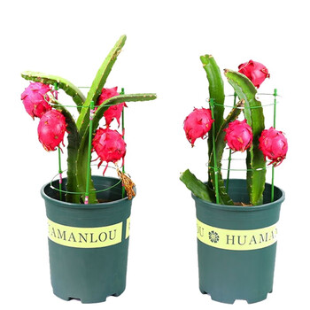 红心火龙果苗盆栽地栽果树苗红心白心火龙果南北方种植果树sm, 红心