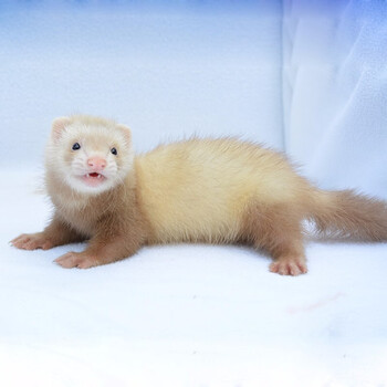 貂宠物貂活体稀有安格鲁貂活貂好养活水貂小龙貂懒人宿舍小型雪貂奶茶