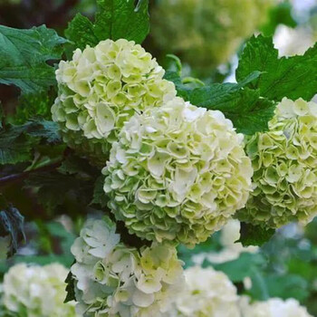 绣球花苗带花苞老桩盆栽花卉植物室内花庭院四季长开魔幻贵族10年老桩