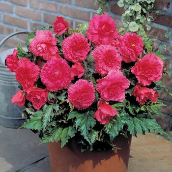 左家花园进口球根海棠种球直立型夫妻海棠花种子阳台多年生花卉流苏粉